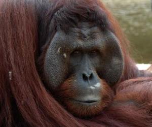 yapboz Borneo orangutan